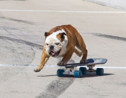 Siphotos:  Tillman Rides His Skateboard On Pit Road Prior To The Start Of The Auto