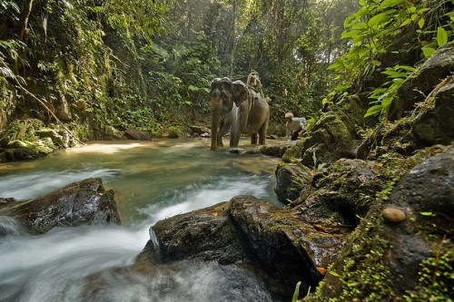 Elephant trekking Khao Sok National Park, Thailand (by René Ehrhardt).