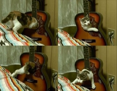 Hey Rocky, watch me pull a cat out of my guitar!