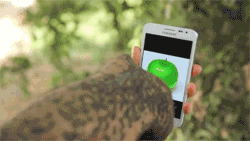 Elephant plays with a Galaxy Note  Abububu porn pictures