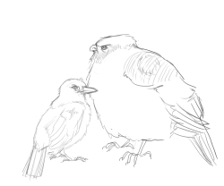 Lintufriikki:  Nappi:  The Russian Heavybird And German Doctorbird Have A Peculiar