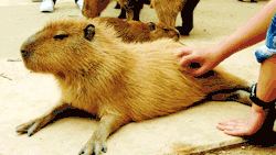 rocktopussy:  freefiona:  look at this fucking capybara  It’s like a guinea pig ran out of fucks to give and grew to a zillion times its natural size.   i want one. i will love him and squish him and call him &hellip;. fred.