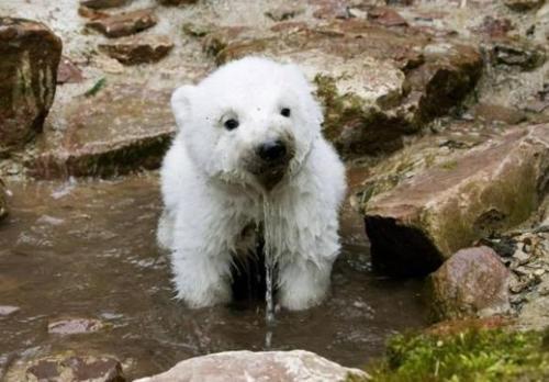 I Spy A Polar Bear