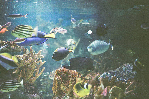 tungos.tumblr.com/post/23598703091/