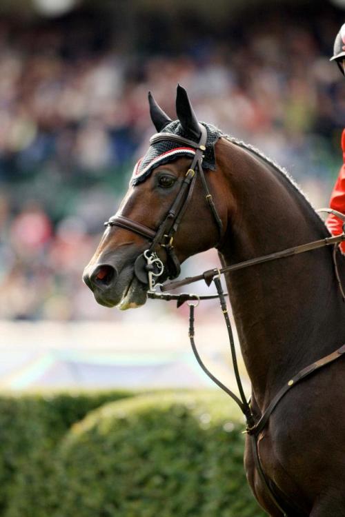 desire-to-aspire:  dressagequeen153:  sexystallions:  Hickstead Dutch Warmblood by Hamlet  Such a be