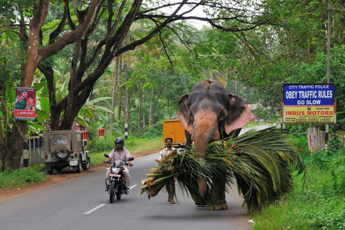 travel-in-india:  obey traffic rules: go slow by jaroslavd on Flickr. Via Flickr: kerala, india