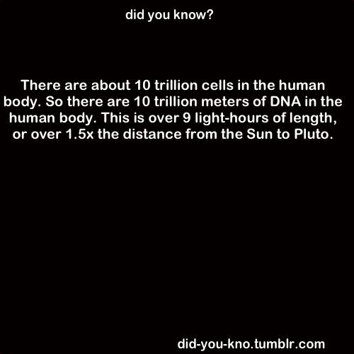 did-you-kno:  The length of DNA in each human cell is about 1 meter. Source 1, 2 