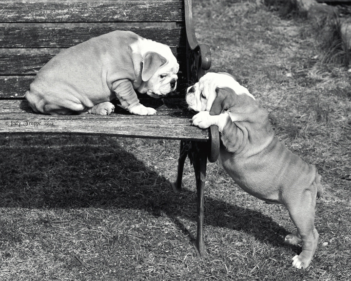 English Bulldog Love