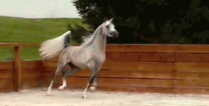chombiecho:  shrap-null:  ceffyl:  Source  C’MON WORK YA DUMB NAG QUIT DILLY-DALLYIN’