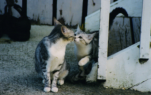 nezzz:theanimalblog:kissing cats (by andrewXu)