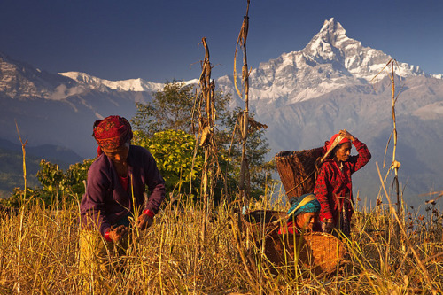 Spectacular harvest colors of November in the foothills of the Annapurna Range, Nepal (by AndersonIm