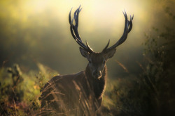 magicalnaturetour:   “In the mist” by