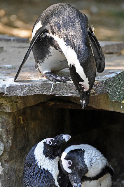 African Penguin by Truus & Zoo on Flickr.