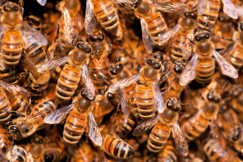 cuntbarf:  brenandge2010: Honey Bee Swarm porn pictures