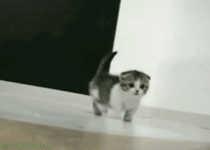 Nyaaaa