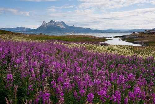 Fields of Fireweed in Tranøy, Nordland, Norway (by Trond Strømme).