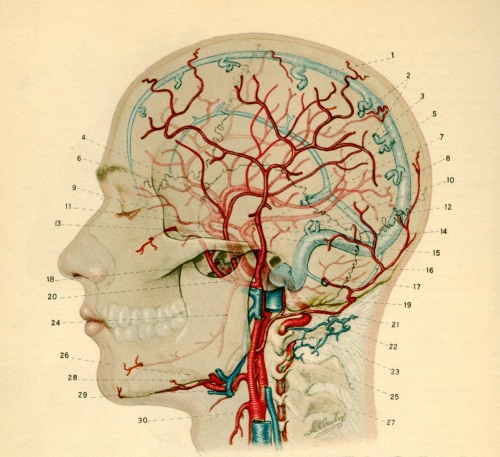 exhibitionistatheart: ratak-monodosico: circulation system of the head Blood flow to the brain. My d