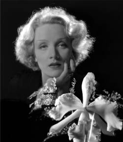 hoodoothatvoodoo:  Marlene Dietrich by Cecil