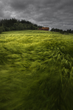 bluepueblo:  Windblown Wheat, Norway photo