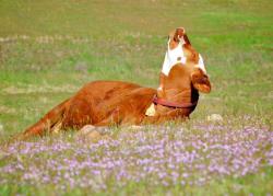 quoilecanard:  “Sentient animals have the capacity to experience pleasure and are motivated to seek it. You only have to watch how cows and lambs both seek and enjoy pleasure when they lie with their heads raised to the sun on a perfect English summer’s