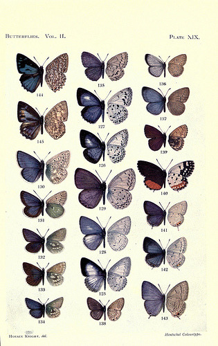 lesfoudres:  n526_w1150 (di BioDivLibrary) 