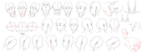 japh-rost:starshyp:emdeme-sideblogginit:discopogoxbtt:abbydoodles:Head &amp; neck anatomy sheets by 