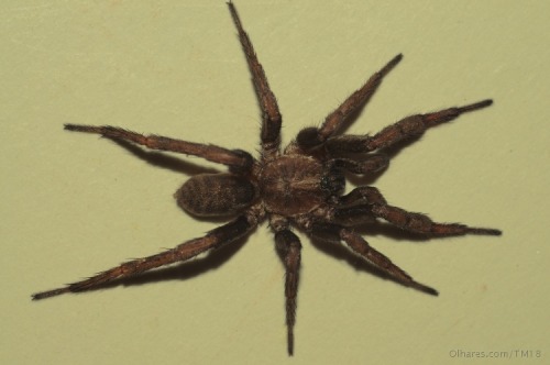 frotadealguidares: Meet Nemesia ungoliant, a lovely spider named after Ungoliant, from &lsquo;Th