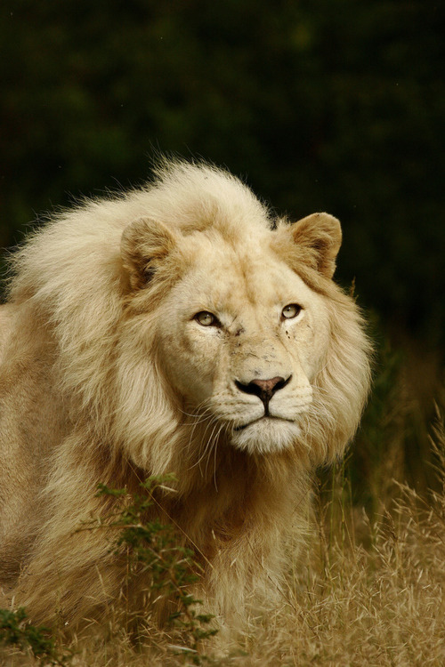 s-untiger:  earth-song:  Pale Majesty” by Nelis Wolmarans  ✿ NATURE &amp;