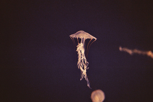 cnidarias and such