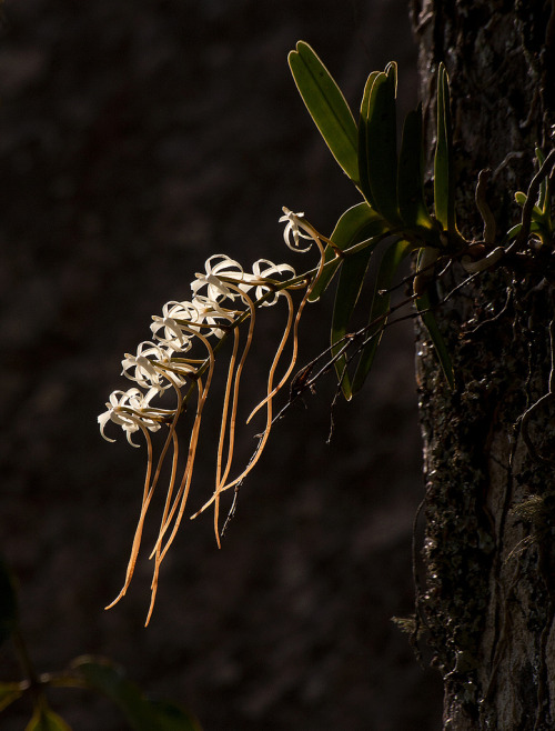 Rangaeris amaniensis, native to Ethiopia, Kenya, Tanzania, Uganda and Zimbabwe. In these places, it grows in woodlands with high rainfall. R. amaniensis grows as an epiphyte, but can occasionally be found growing as a lithophyte (that is, growing on...