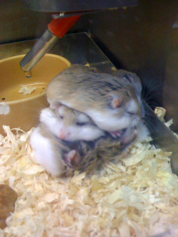 Kev-N:  You Know… Just A Stack Of Hamsters.  