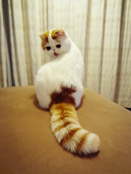lastyearswishes:  Exotic Shorthair cat!  adult photos