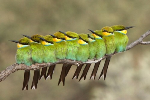 funnywildlife:  Swallow-tailed bee-eaters sitting together in the morning sun!! by Michele Nel 