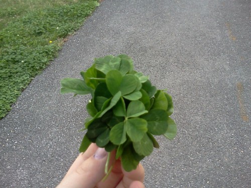A bouquet of 4 leaf clovers. My wonderful boyfriend found them for me. He found 15 I found two. All in under 10 minutes by the way hehe <3