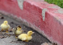 fat-birds:  ducksducks:  ko-cha:  Ducklings vs. curb: Who will prevail? (Photo by David Bitton/Appeal Democrat)  naaaaw  ah, so this is the full story! cutie babbies