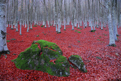 Beech forest in Amiata Mountain, Tuscany, Italy©  enzo.tiberi