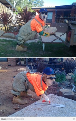 9gag:  (via 9GAG - He’s a hardworking dog) 