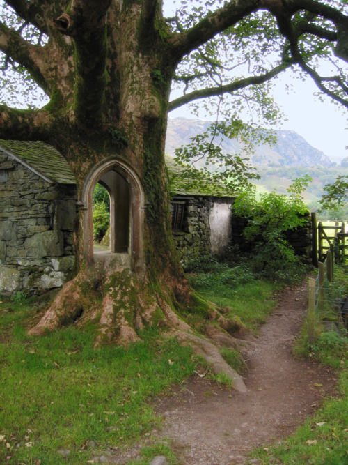 bluepueblo:   Tree Portal, Ireland  photo via swocevoli  