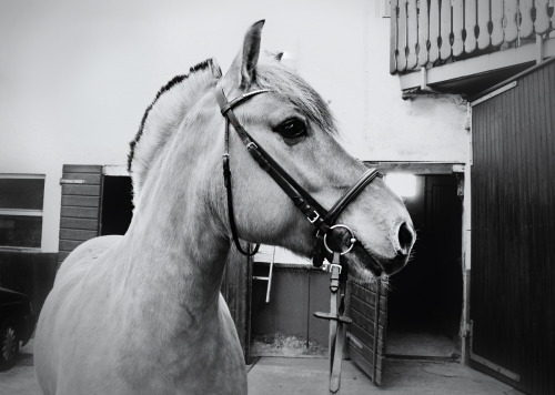 “ Otto
7 year old Norwegian gelding
taken by lauraisabell
”