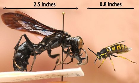 cupofscary:mickcampbell:nowplease:tunnnelsnakesrule:asdasikekekk:LOOK AT THE NEW WASP THEY FOUND HOL
