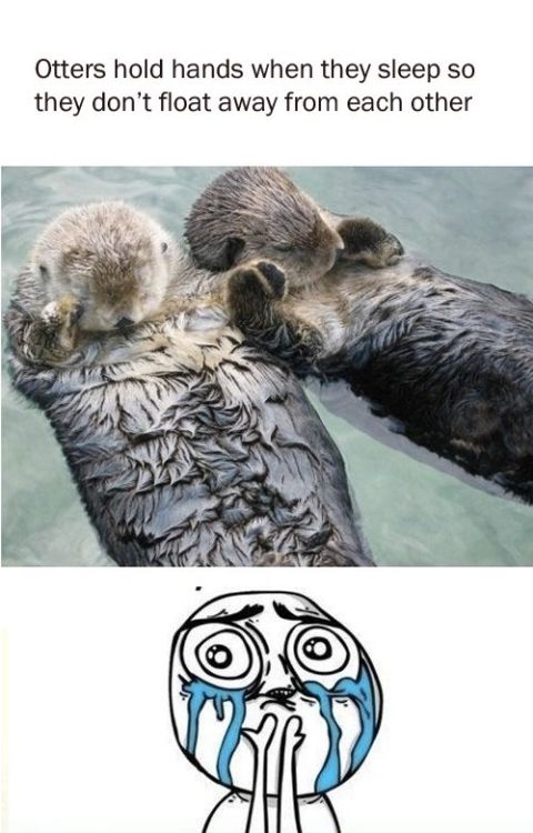 This is pretty cool… Wish I was an otter inconnecticut:  JFIDHEGFOISDHEDFOSHNO!!!! 