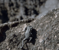 the-absolute-best-gifs:  headlikeanorange: The Pebble Toad from Venezuela is hunted