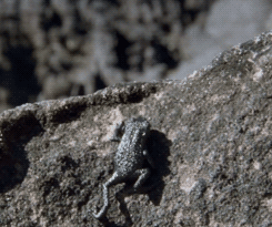 headlikeanorange:  The Pebble Toad from Venezuela