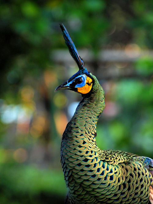 earth-song:  Green Peacock” by Eka Novianto