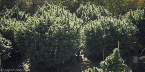 stonerparty:  weedporndaily  10 foot tall cannabis  