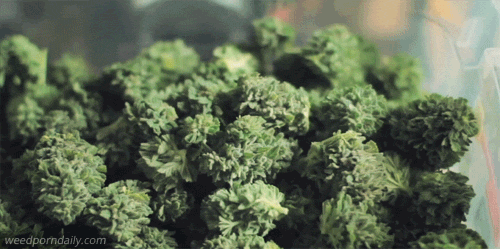 stonerparty:  weedporndaily  weed trimmer 