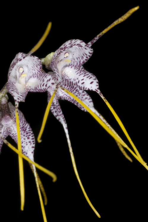 Masdevallia polysticta, a species native to Ecuador and Peru, where it grows from 1900 to 2600 meters. If you agree with Dr. Carlyle Luer, this species and the other multifloral species in the subgenus Amanda are instead treated as being in their own...