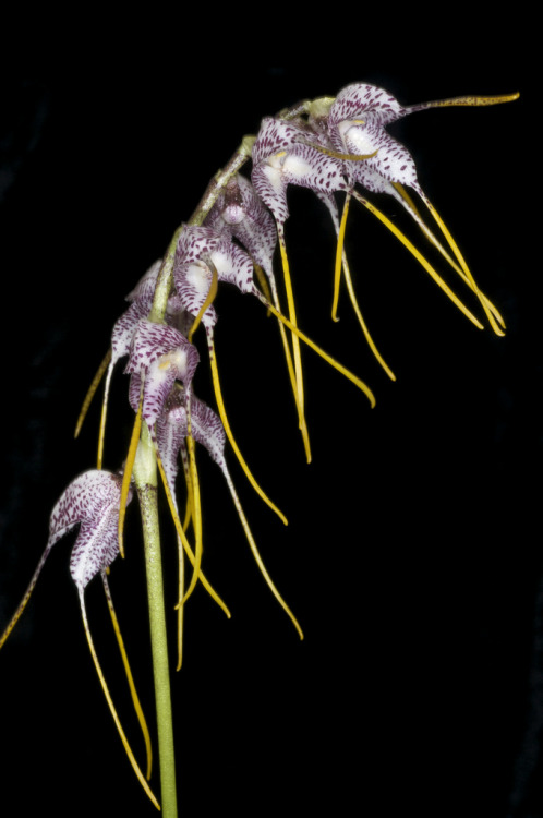 Masdevallia polysticta, a species native to Ecuador and Peru, where it grows from 1900 to 2600 meters. If you agree with Dr. Carlyle Luer, this species and the other multifloral species in the subgenus Amanda are instead treated as being in their own...