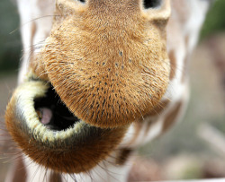 withmyheartwideopen:  exploringinside:  animals-animals-animals:  Giraffe (by Wildlife 2008)  LOL!  Giraffe says “yadda yadda yadda”  :-)  love!  om nom nom