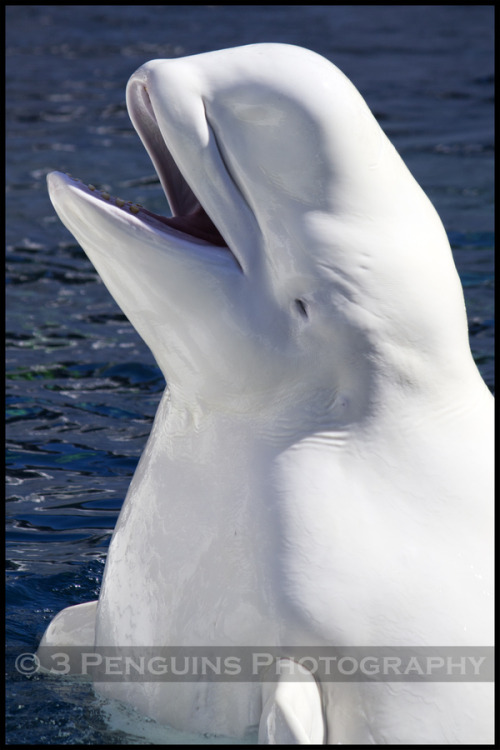 Baluga Whale